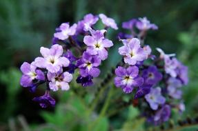 Flower Heliotrope