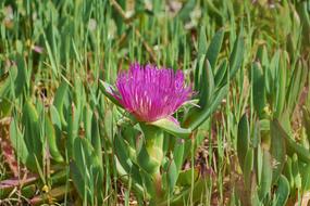 purple flower in the grass in the garden