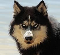 incredible Husky Dog