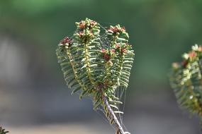aphids on a branch of spruce