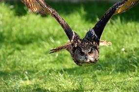 Owl Bird Feather