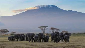 Beautiful and cute elephant on the colorful fields, among the trees and mountains in Amboseli, Kenya, Africa