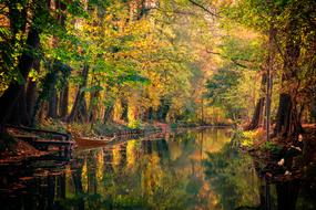 river among the trees in the forest