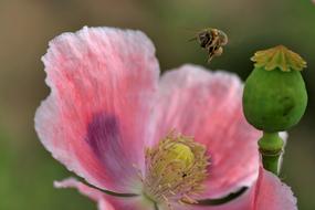 Bee, flying above the beautiful, blossoming, pink, purple and yellow flowers