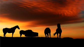 Silhouettes of the horses, on the landscape, at colorful and beautiful sunset