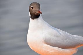 black-headed gull close up