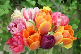 bouquet of colorful tulips for March 8