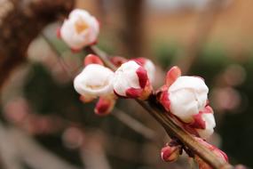 Close-up of the beautiful apricot tree with red and white flowers