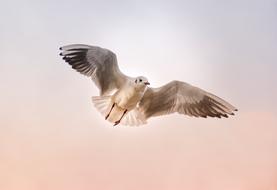 seagull in flight in the pink sky