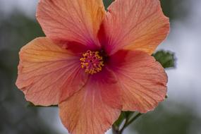 orange mallow close up on blurred background