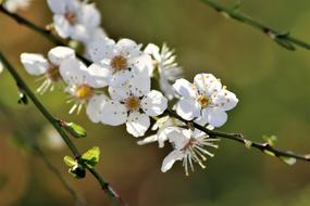 incredible White Flowers