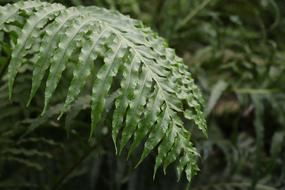 tropical fern leaves