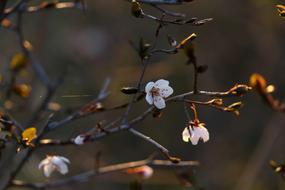 attractive Flowers White
