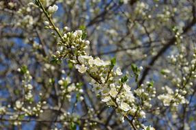 Beautiful, blossoming, white and yellow flowers on the branches of the tree, in the spring