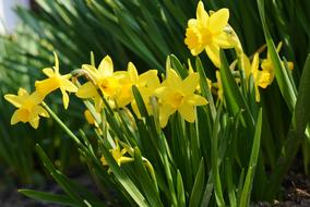 closeup view of Daffodils Early Bloomer Spring