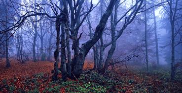 landscape of beeches autumn foliage forest