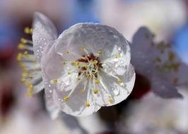 magnificent Flowers Tree White