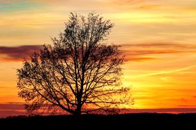 landscape of Tree Silhouette Kahl