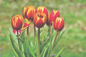 incredible red Tulip Bouquet