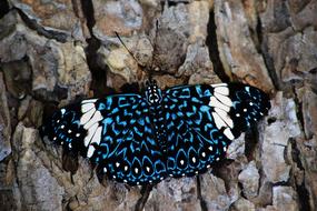 hamadryas amphinome Butterfly on tree bark