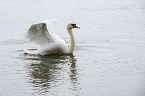 amazing Swan Bird White