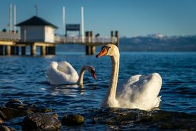 two Swans on Lake at shore