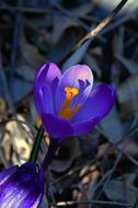 blooming purple crocus in the garden