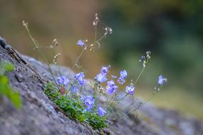 blue flowers on stone wall with blurred background