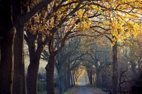 autumn park at dusk