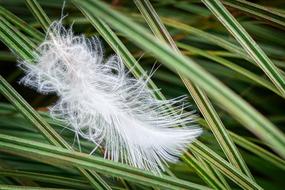 magnificent Feather Grass