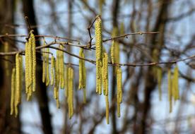 Hazel Tree at Early Spring