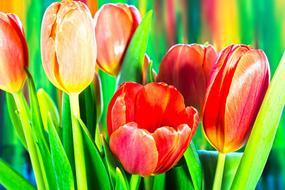 colorful, bright tulips in the garden