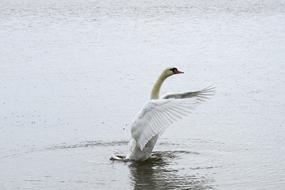excellent Swan Bird White