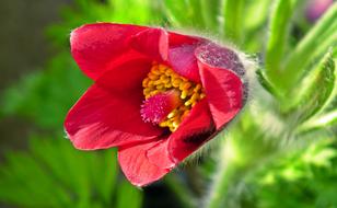 red garden flower close up on blurred background