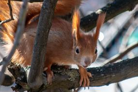 Surprised Squirrel on bare branch close-up on blurred background