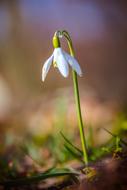 lonely snowdrop