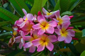 amazing Pink Yellow Spring
