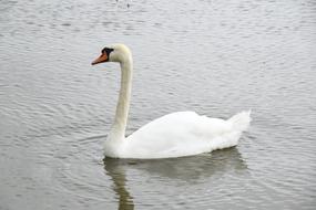 beautiful white swan on the lake