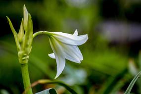 Beautiful, blooming, white and yellow flower at blurred background, in spring