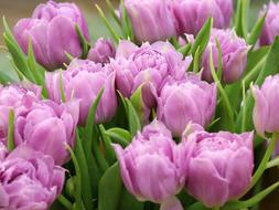 lush lilac tulips