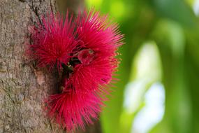 amazing Flower Fruits Tree