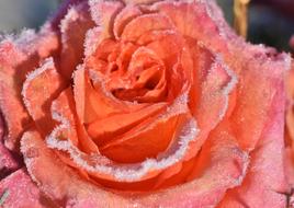 frosted pink Rose Blossom