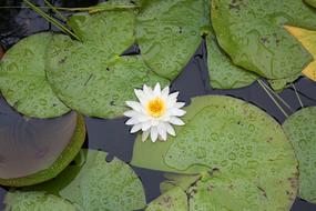 excellent Peaceful Flower