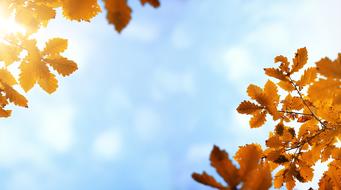 autumn leaves on the background of the sky with clouds