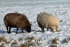 amazing Sheep Winter Pasture