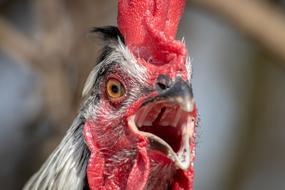 Hahn Poultry