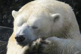 photo of a sleeping polar bear