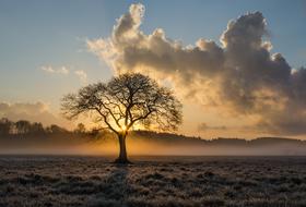 attractive Lone Tree Oak