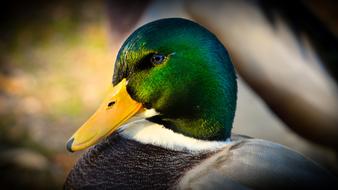 duck close-up on a blurred background