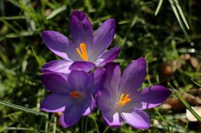 three purple crocus closeup